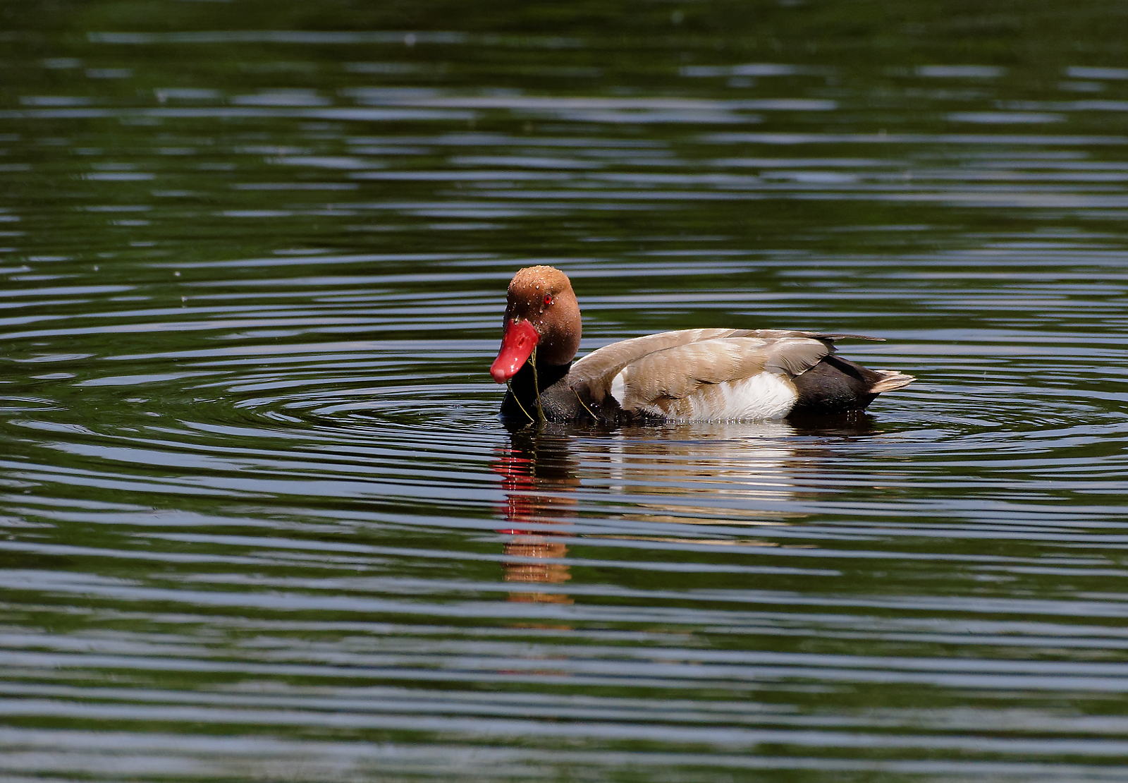 Nette rousse